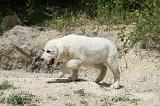 GOLDEN RETRIEVER 764